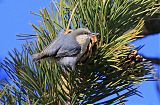 Pygmy Nuthatch